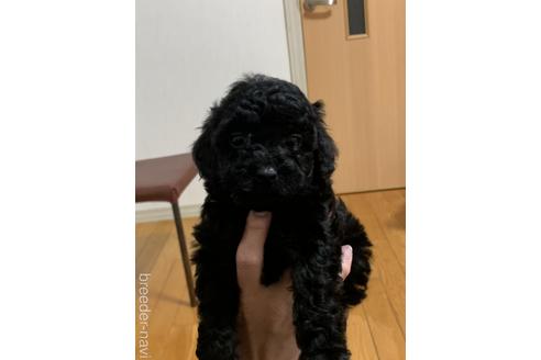 成約済の宮崎県のタイニープードル-223847の2枚目