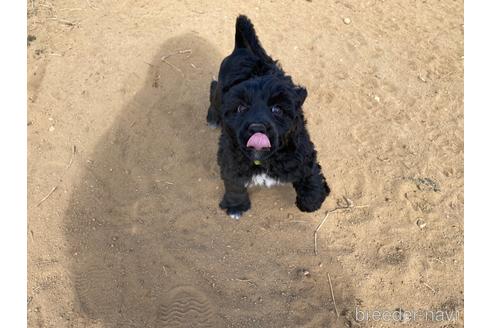 成約済の東京都のその他の犬種-222284の3枚目