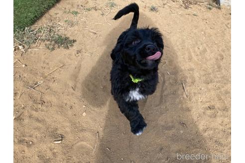 成約済の東京都のその他の犬種-222284の2枚目