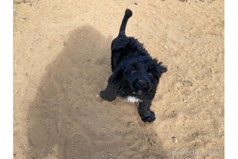 成約済の東京都のその他の犬種-222284の2枚目