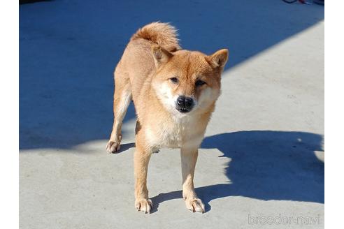 モモちゃん1枚目