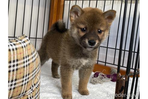 成約済の岡山県の柴犬-219100の2枚目