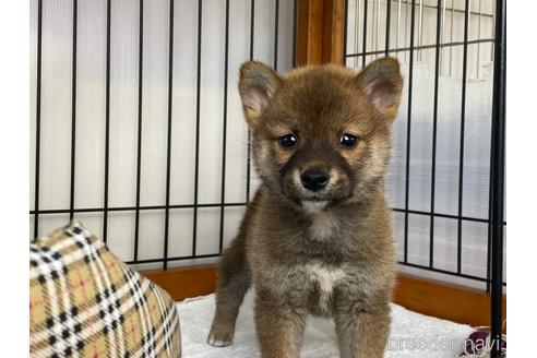 成約済の岡山県の柴犬-219100の1枚目