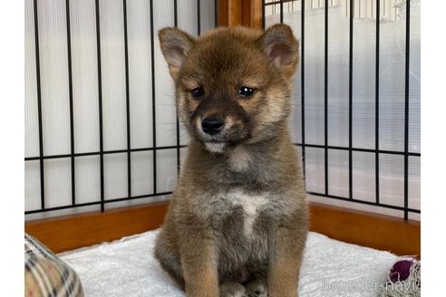 成約済の岡山県の柴犬-219100の3枚目