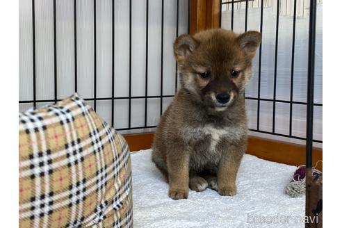 成約済の岡山県の柴犬-219100の5枚目