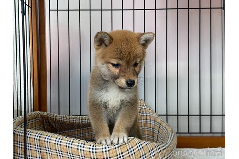 成約済の岡山県の柴犬-226786の3枚目