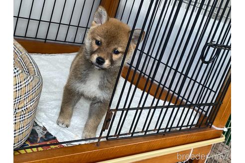 成約済の岡山県の柴犬-226786の1枚目