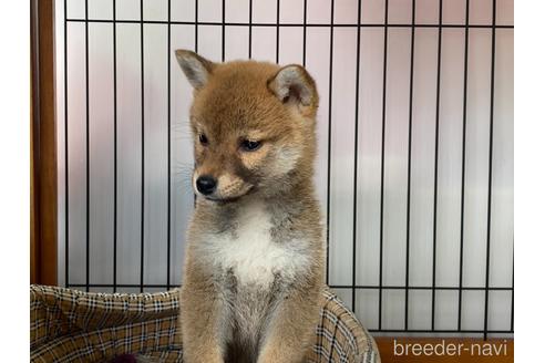 成約済の岡山県の柴犬-226786の4枚目