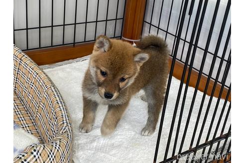 成約済の岡山県の柴犬-226786の5枚目