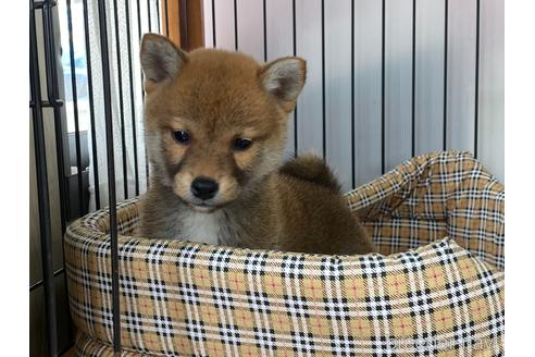 成約済の岡山県の柴犬-226786の2枚目