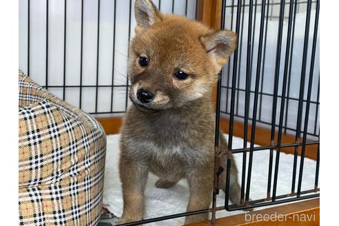 成約済の岡山県の柴犬-226788の2枚目