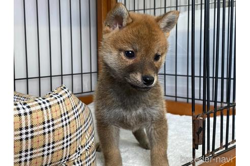 成約済の岡山県の柴犬-226788の3枚目