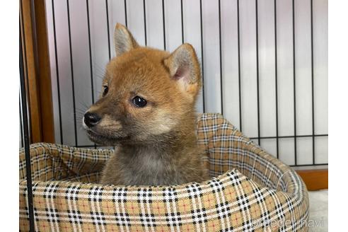 成約済の岡山県の柴犬-226788の4枚目