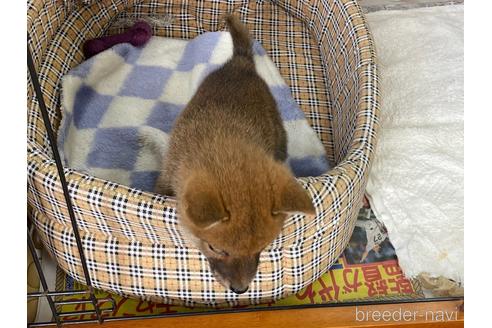 成約済の岡山県の柴犬-226788の5枚目
