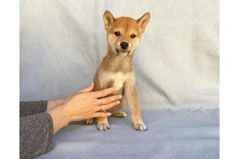 成約済の奈良県の豆柴-218522の1枚目