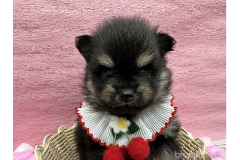 成約済の滋賀県のポメラニアン-226134の4枚目