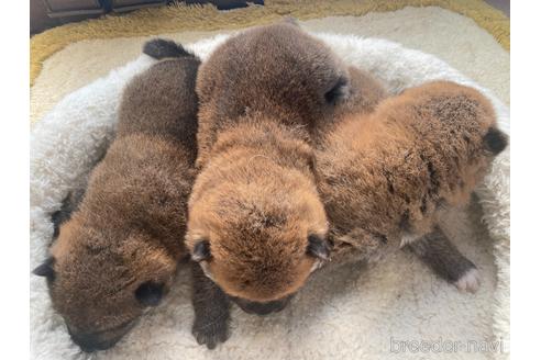 成約済の岡山県の柴犬-226890の7枚目