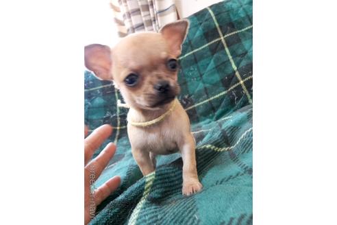 子犬