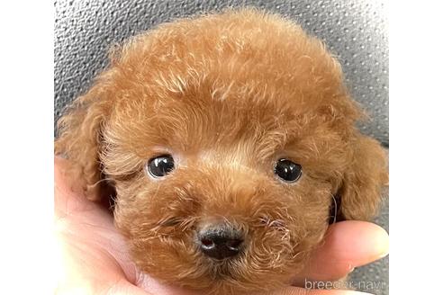 成約済の鹿児島県のティーカッププードル-226973の4枚目