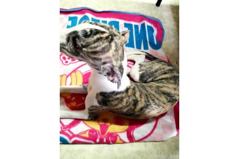 成約済の広島県のウィペット-207054の2枚目