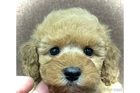 成約済の鹿児島県のトイプードル-227006の1枚目