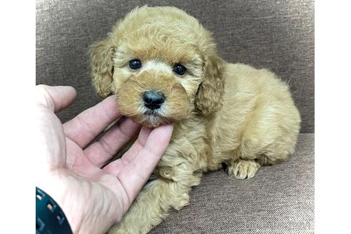 成約済の鹿児島県のトイプードル-227006の3枚目