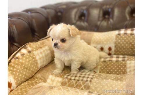成約済の香川県のチワワ(ロングコート)-227032の4枚目