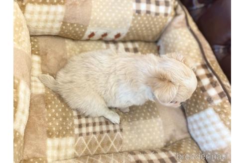成約済の香川県のチワワ(ロングコート)-227032の5枚目