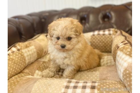 成約済の香川県のマルプー:マルチーズ×トイプードル-222802の2枚目