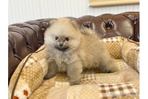 成約済の香川県のポメラニアン-223809の3枚目