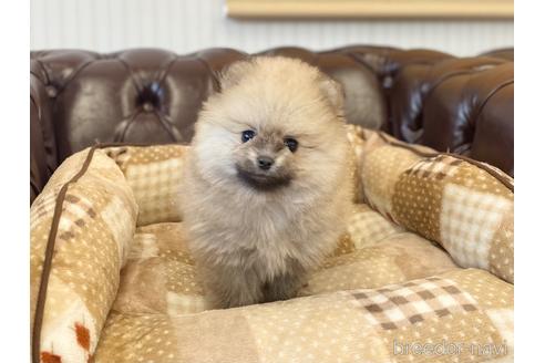 成約済の香川県のポメラニアン-223809の1枚目