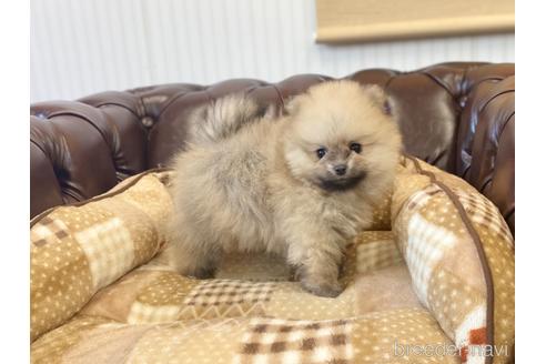 成約済の香川県のポメラニアン-223809の2枚目