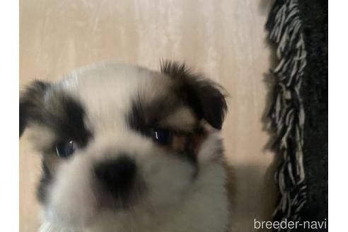 成約済の新潟県のミックス犬-220923