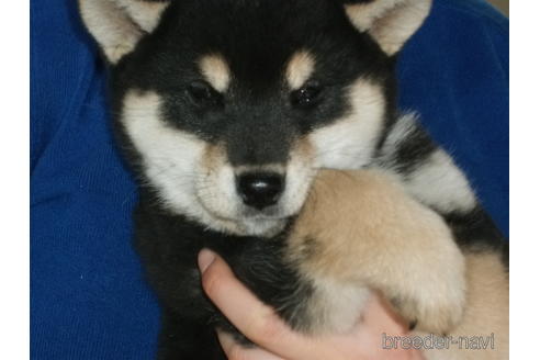成約済の埼玉県の柴犬-223503の6枚目