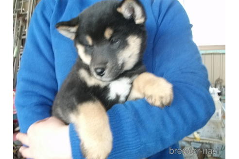 成約済の埼玉県の柴犬-223496の8枚目