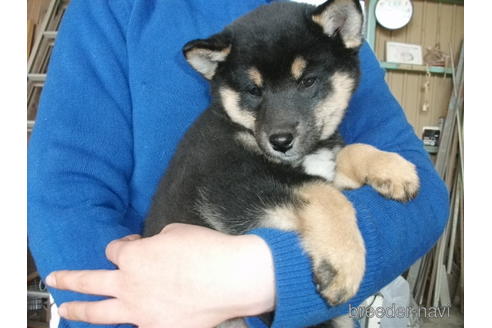 成約済の埼玉県の柴犬-223496の7枚目