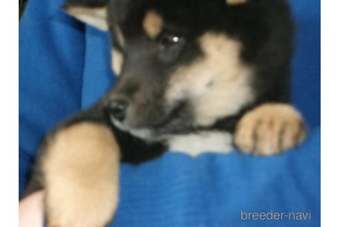 成約済の埼玉県の柴犬-223496の5枚目