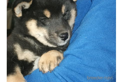 成約済の埼玉県の柴犬-223496の4枚目