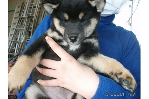 成約済の埼玉県の柴犬-223496の3枚目