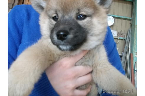 成約済の埼玉県の柴犬-223495の1枚目