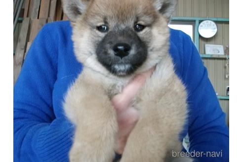 成約済の埼玉県の柴犬-223495の6枚目