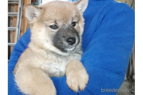 成約済の埼玉県の柴犬-223495の5枚目