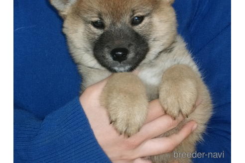 成約済の埼玉県の柴犬-223495の4枚目