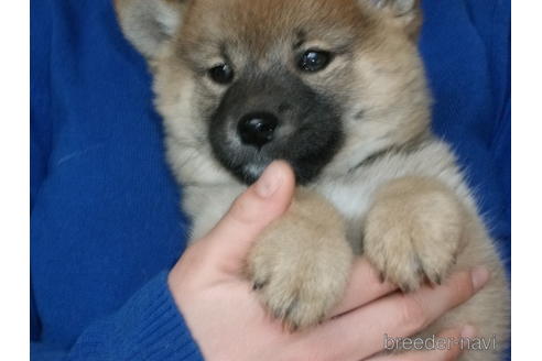 成約済の埼玉県の柴犬-223495の3枚目