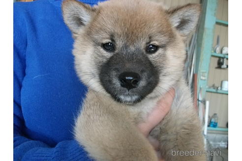 成約済の埼玉県の柴犬-223495の2枚目