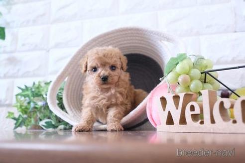 成約済の滋賀県のトイプードル-227098の1枚目