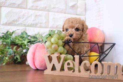 成約済の滋賀県のトイプードル-227098の4枚目