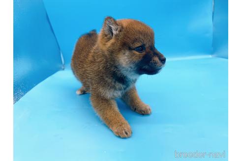 成約済の東京都の柴犬-227144の7枚目