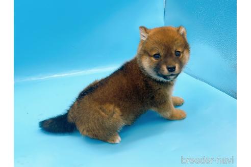 成約済の東京都の柴犬-227144の9枚目