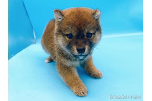 成約済の東京都の柴犬-227144の1枚目
